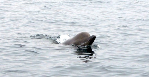 Northern Bottlenose Whale showing its head