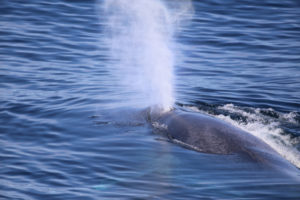 Blue whale blowing