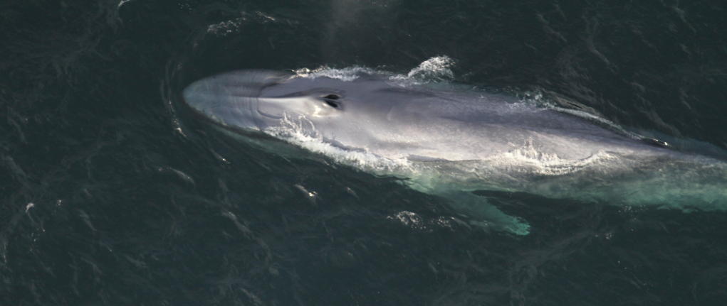 Blue whale breathing seen from above