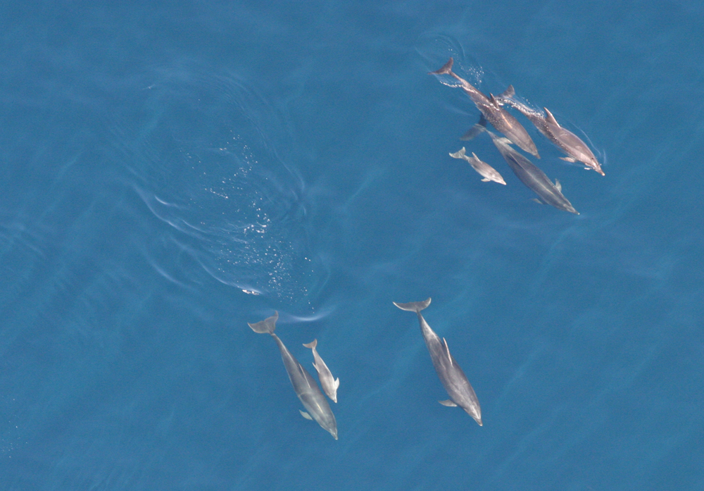 pod of bottlenose dolphins with calves