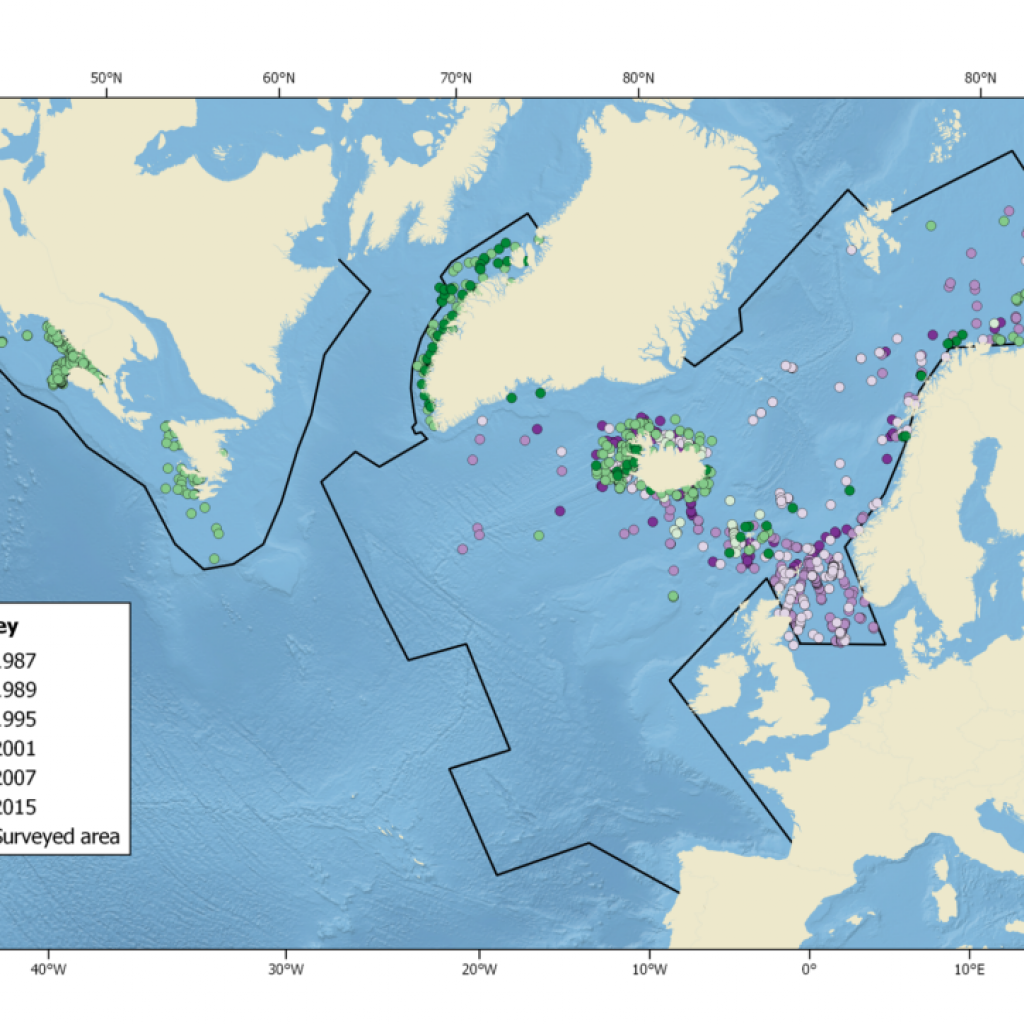 Four Research Porpoises Only