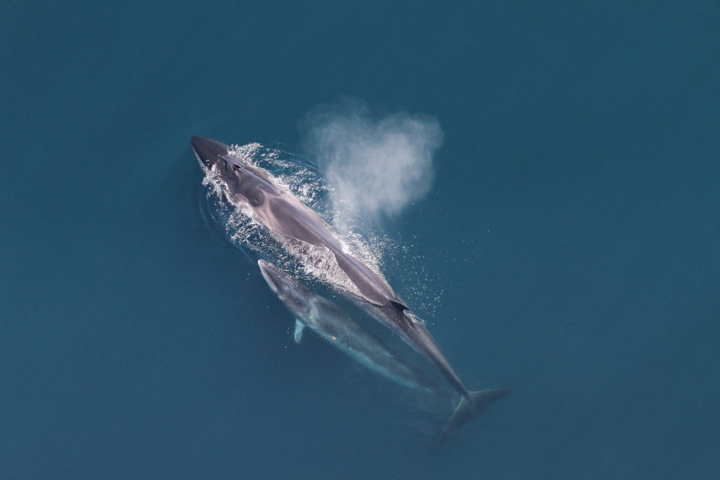 Fin whale mother and calf from above