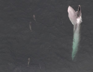 A sei whale and three white-sided dolphins
