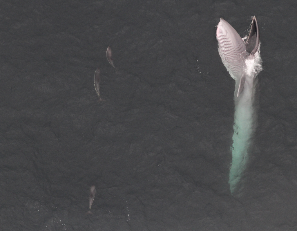 A sei whale feeding next to white-sided dolphins