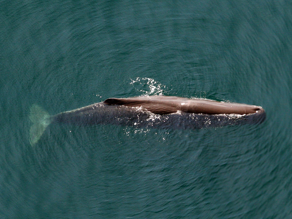Sperm Whale surfacing seen from above