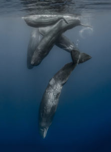 Several sperm whales near surface