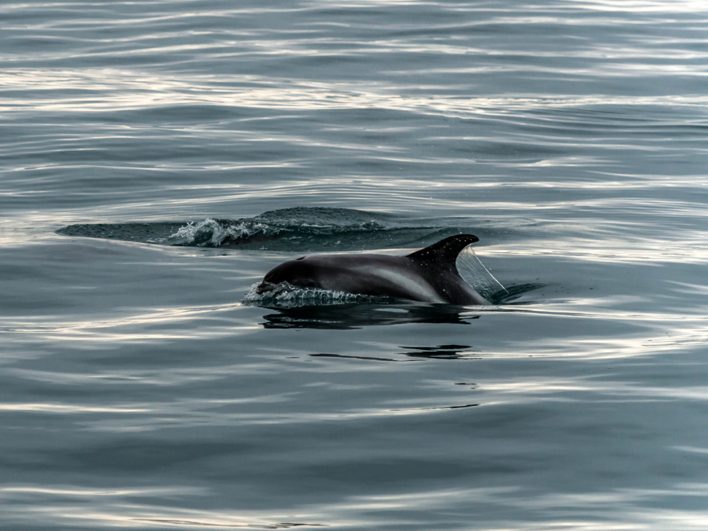 White-Beaked Dolphins in Iceland