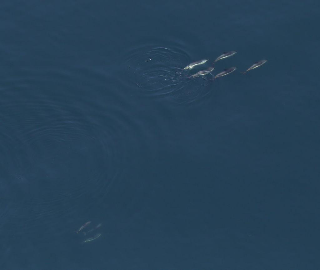 pod of white-sided dolphins underwater