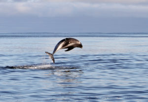 White-Beaked Dolphin jumping