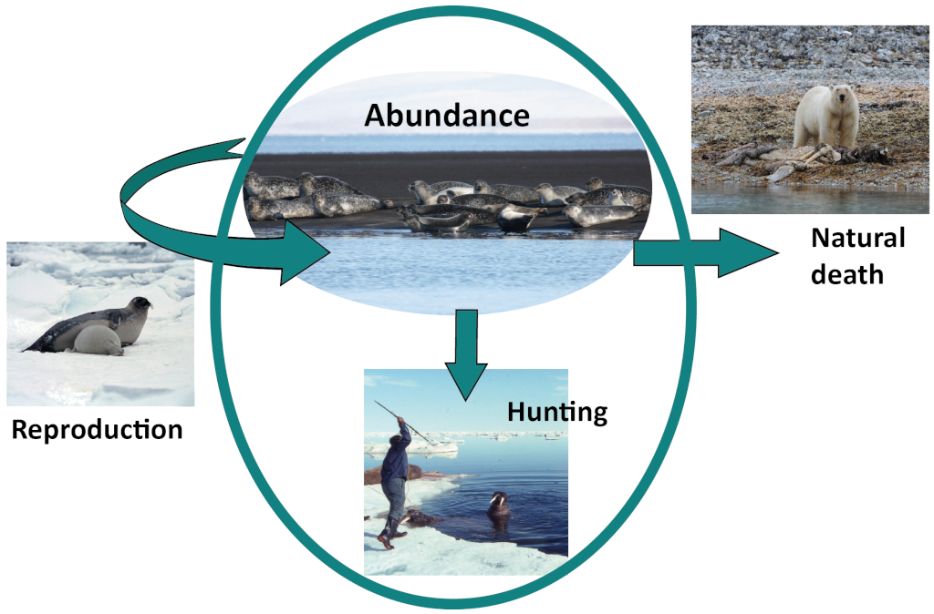 Abundance surveys - Counting seals - NAMMCO