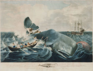 drawing of historical sperm whale hunting 