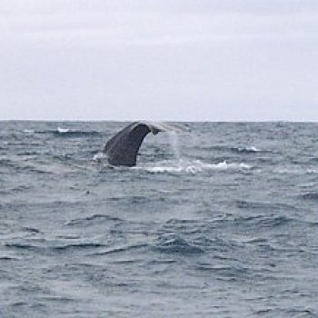 Sperm Whale tail