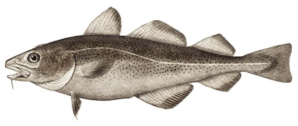 Atlantic Cod
© NOAA