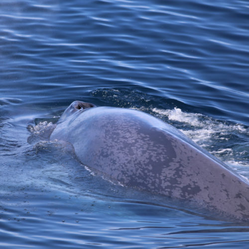 blue-whale-1_noaa_fisheries_richard_holt_cropped - NAMMCO