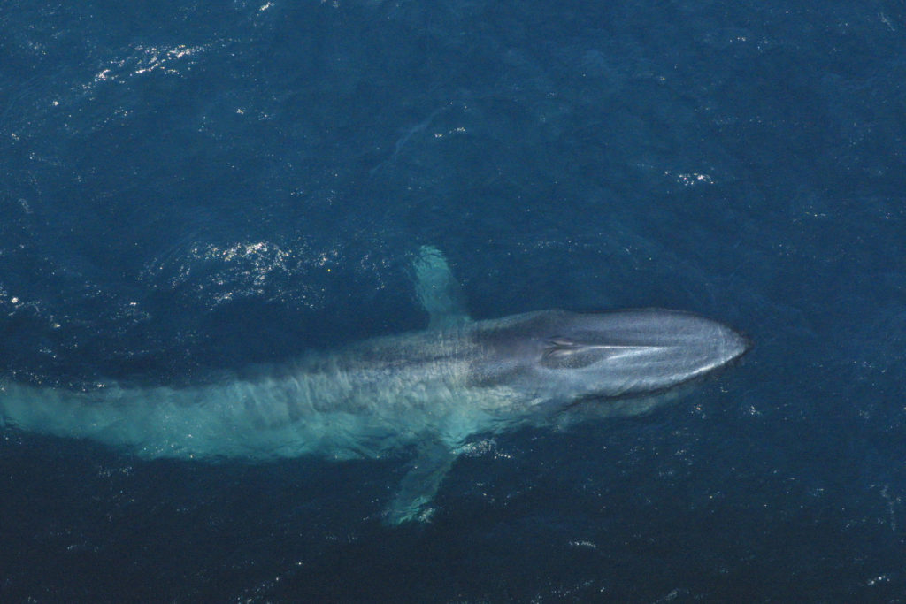 Blue whale seen from above