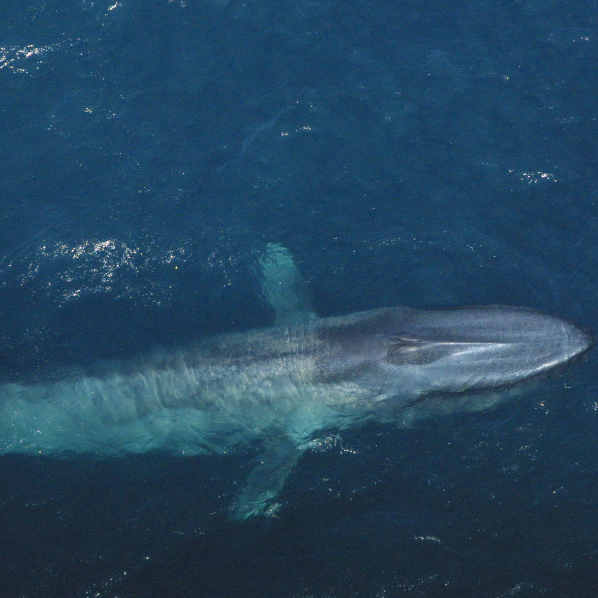 blue-whale-noaa_fisheries_kelly_houle - NAMMCO