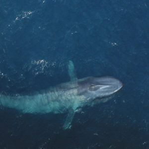 Blue-whale-noaa_fisheries_kelly_houle - NAMMCO