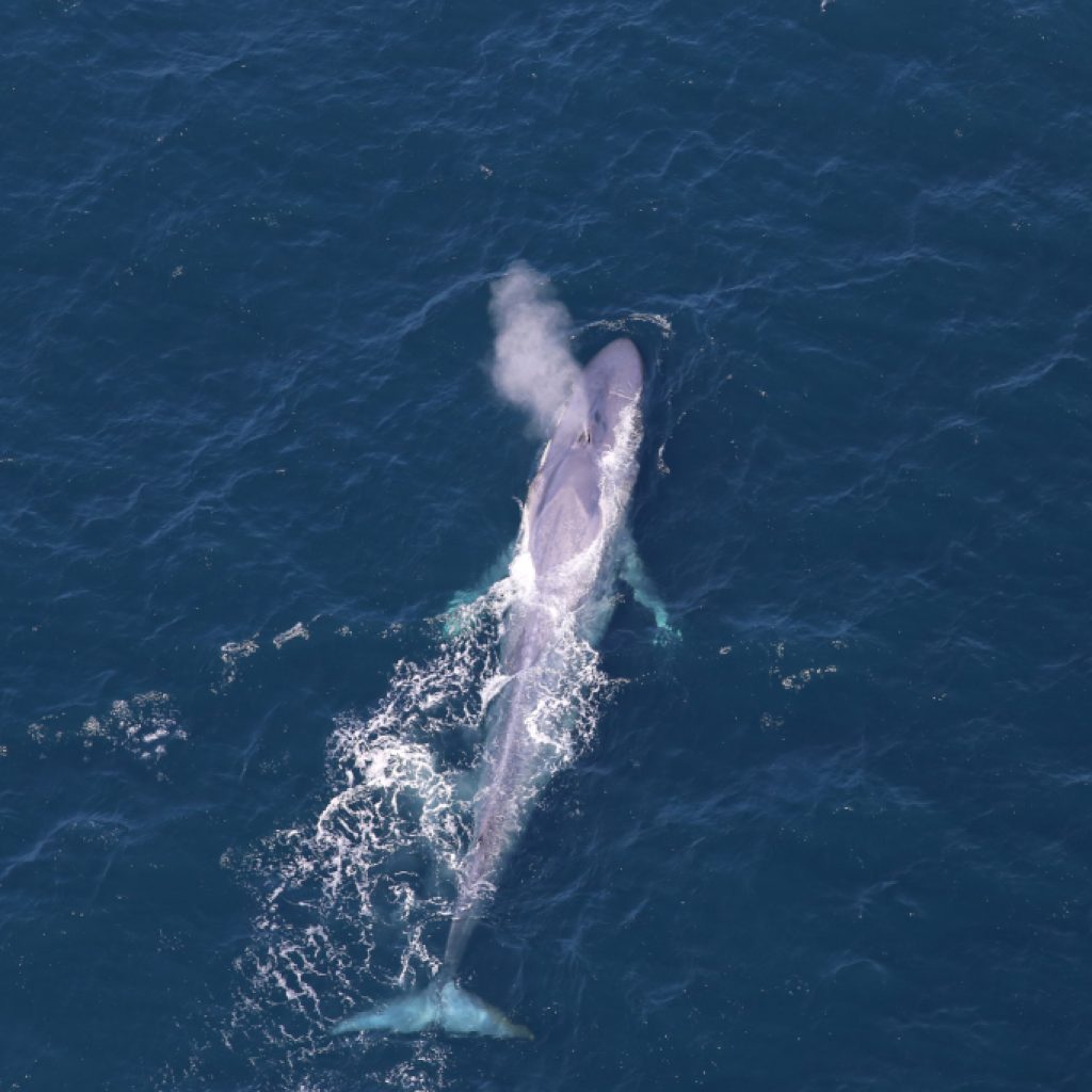 Blue-whale-noaa_fisheries_marjorie_foster_cropped - NAMMCO