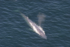 Blue whale breathing