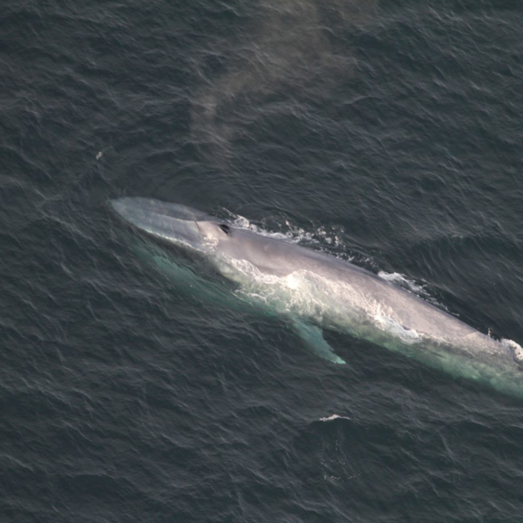 blue-whale2_noaa_fisheries_peter_duley_cropped - NAMMCO