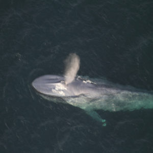 blue-whale3_noaa_fisheries_peter_duley_cropped - NAMMCO