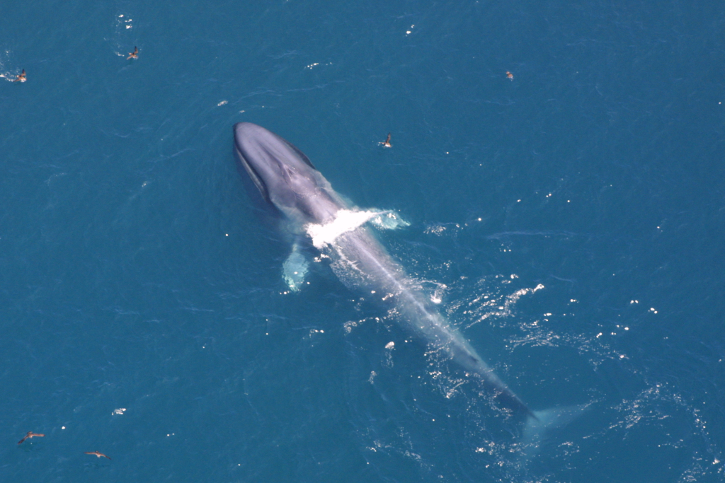 Blue whale seen from above