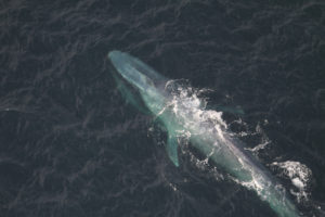 Blue whale swimming seen from above