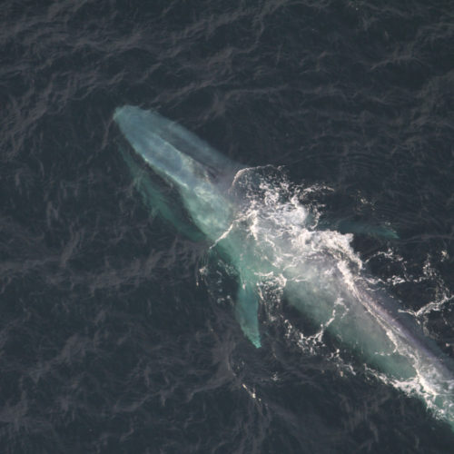 blue-whale_noaa_fisheries_peter_duley_cropped - NAMMCO