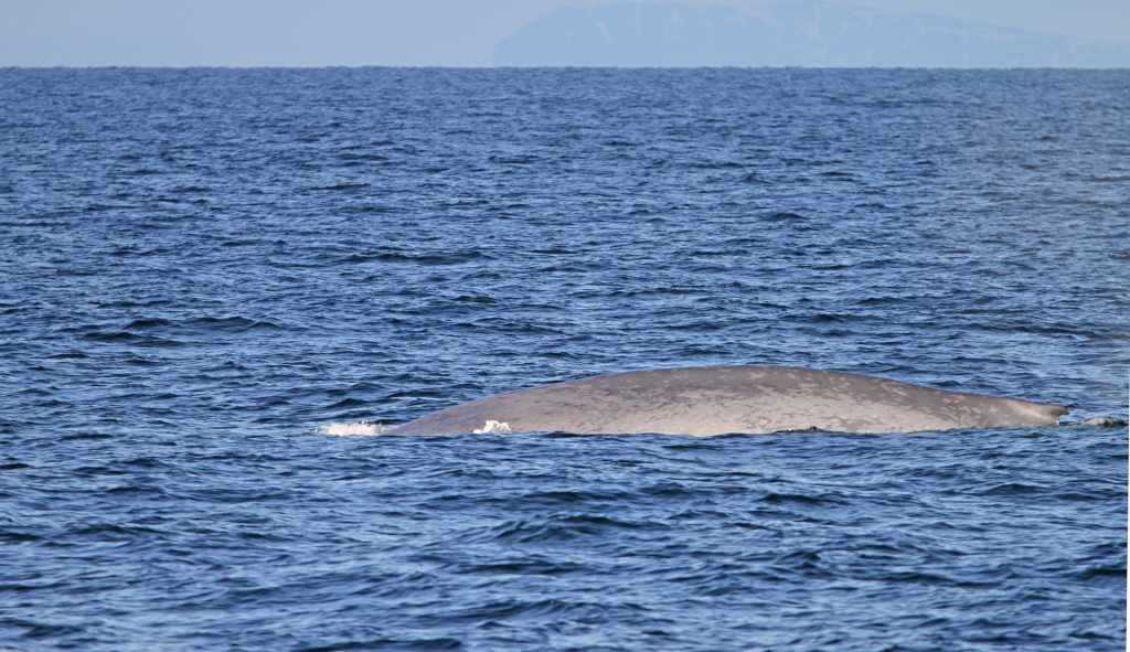 Blue whale dorsal ridge