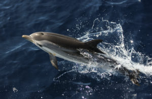 Striped Dolphin jumping