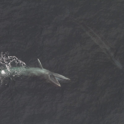 sei-whale-feeding_noaa_fisheries_peter_duley_nefsc_cropped - NAMMCO