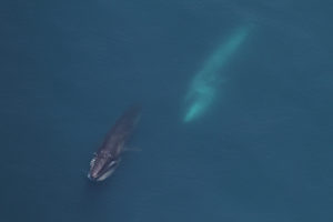 two sei whales underwater