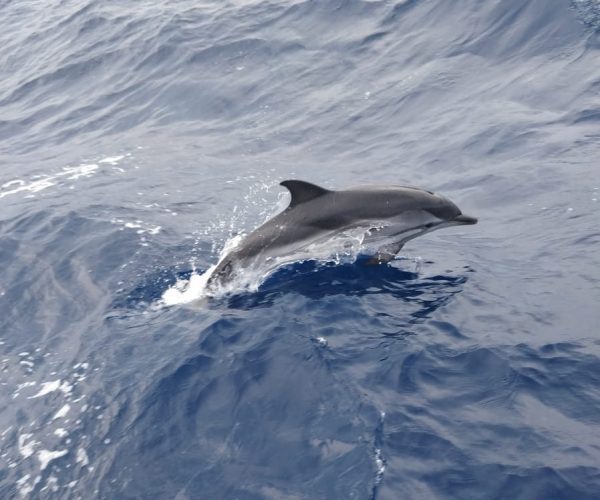 Striped dolphin ©SH