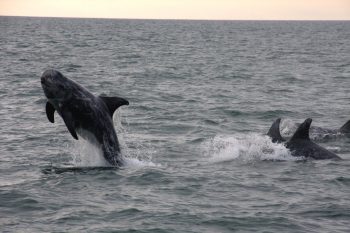 Few Risso's Dolphins with one breaching