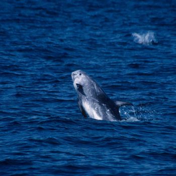 Risso's Dolphin jumping
