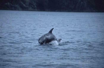  Risso's Dolphin jumping