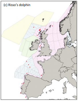 Map of Risso's Dolphin sightings in the Northern and Western Europe