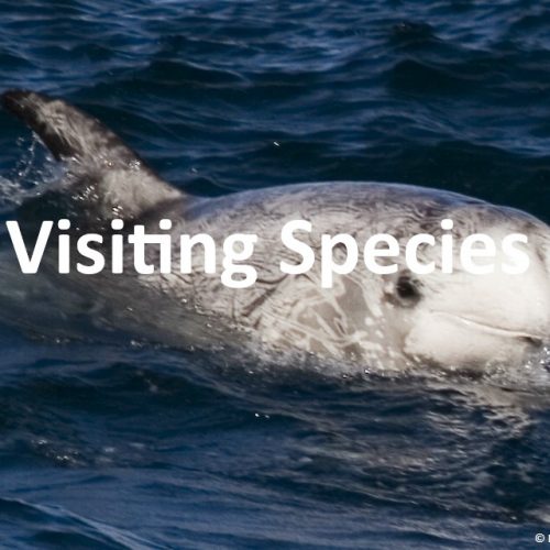 rissos-dolphin_visiting_species