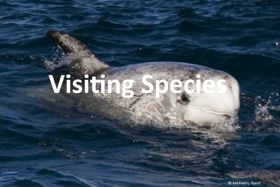 Risso's dolphin - NAMMCO