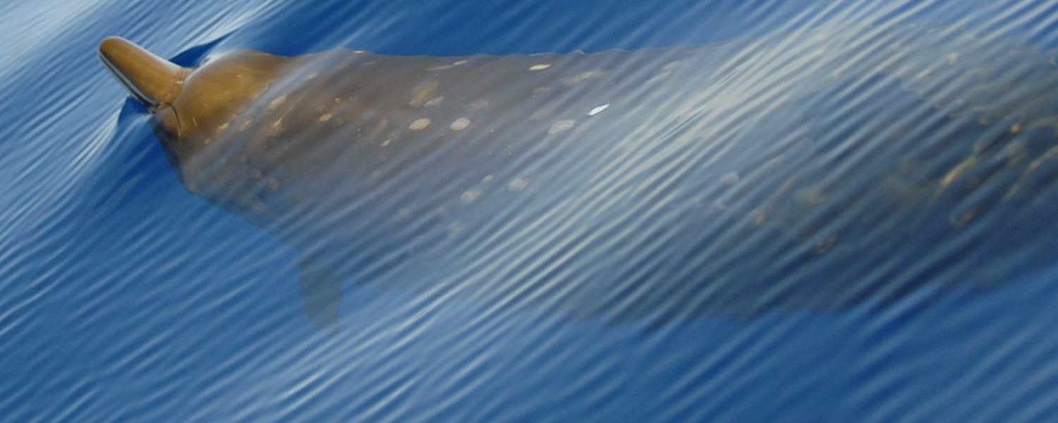 Blainville's beaked whale © NOAA photo library