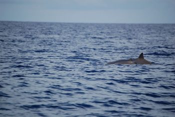 Mother and calf of Blainville's beaked whales swimming