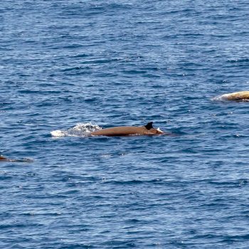 Three cuvier's beaked whales