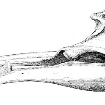 Sketch of skull of a male Sowerby's beaked whale