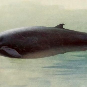 Sketch of a male Sowerby's beaked whale 