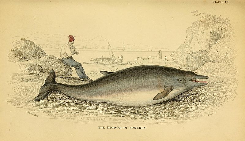 Drawing of Sowerby's beaked whale