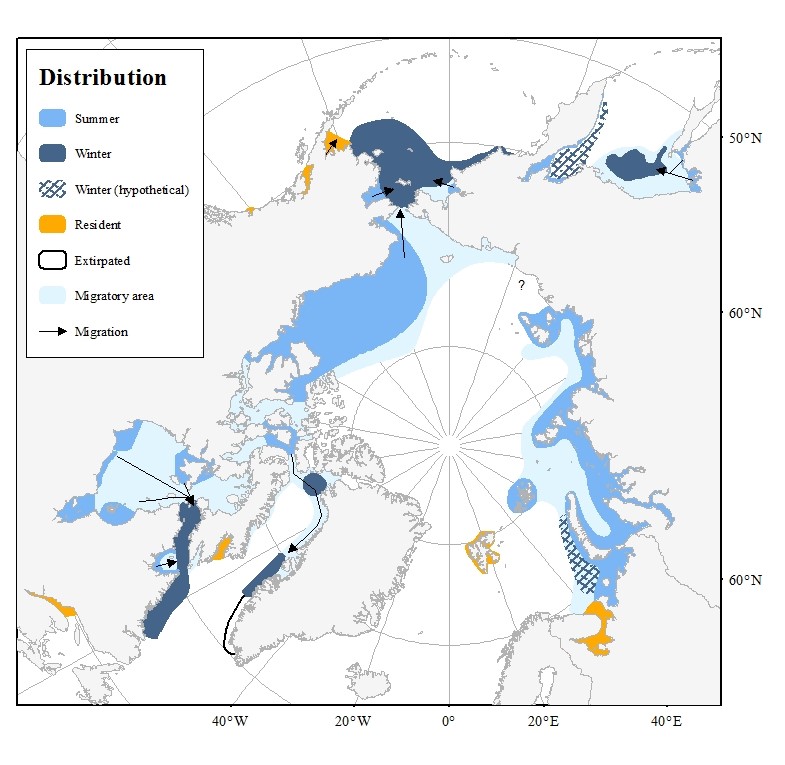 Map of beluga distribution in the Arctic