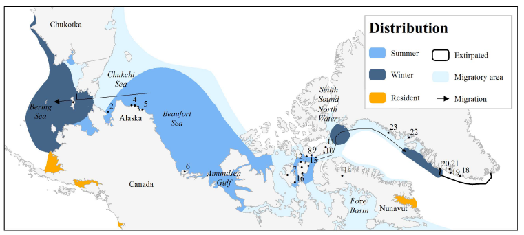 Map of beluga distribution in Chukchi and Beaufort Seas, Canadian Arctic and West Greenland