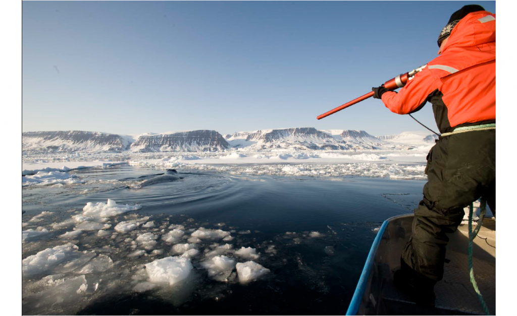 Image to demonstrate how a satellite tag is deployed on a whale