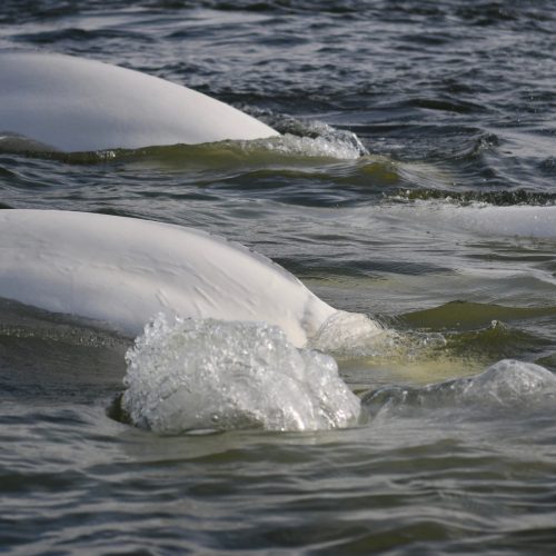 Belugas swimming