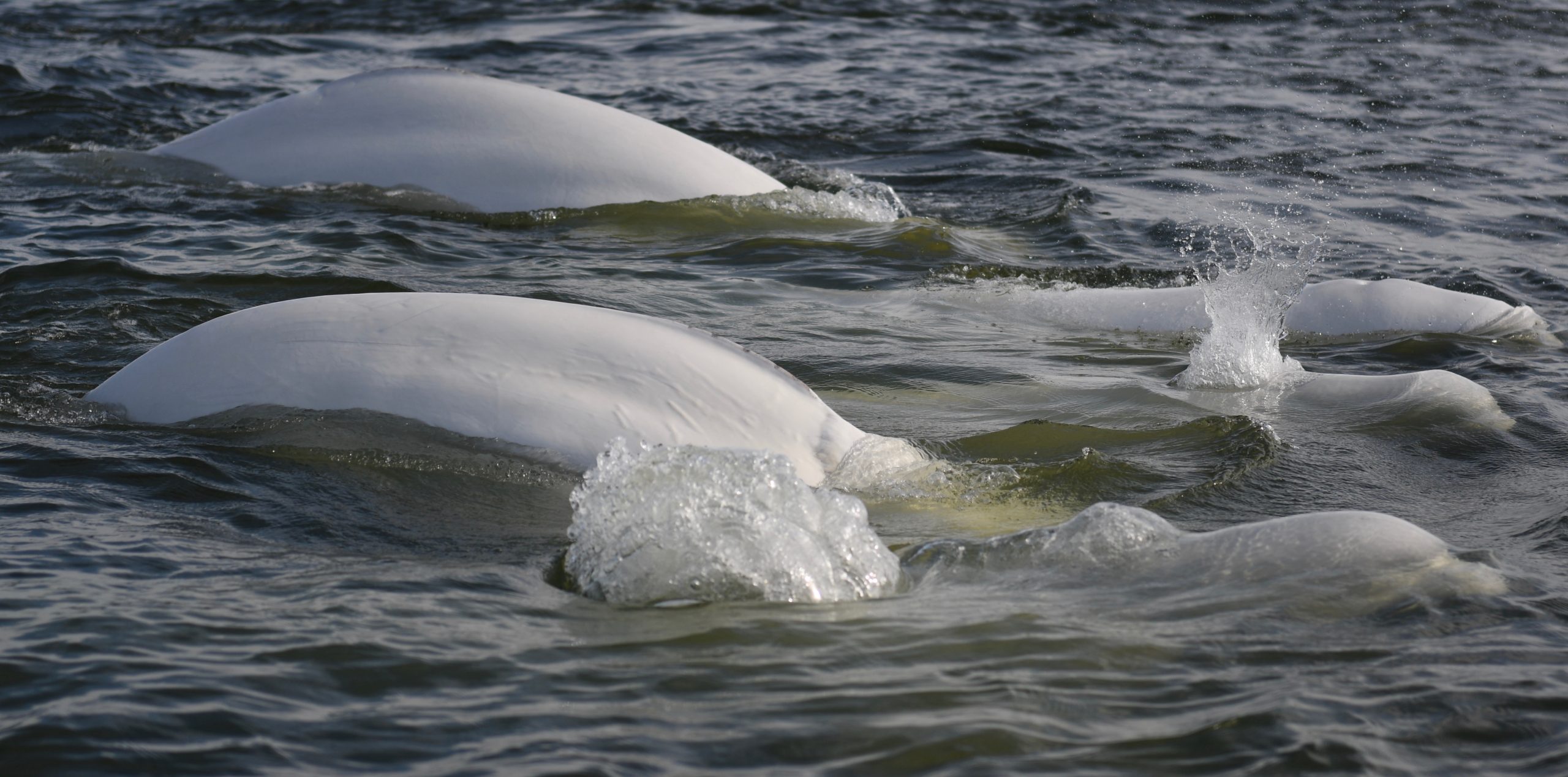 Belugas swimming